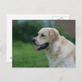 Goldener Retriever Headshot 2 2 Postkarte (Vorne/Hinten)