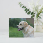 Goldener Retriever Headshot 2 2 Postkarte (Stehend Vorderseite)