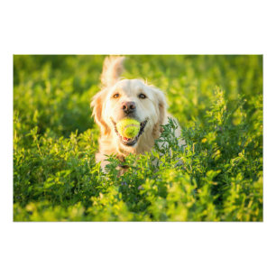 Goldener Retriever Hochwertige Foto Print