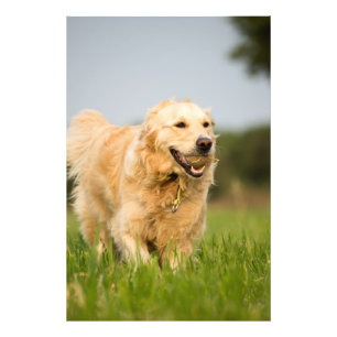 Goldener Retriever Hochwertige Foto Print