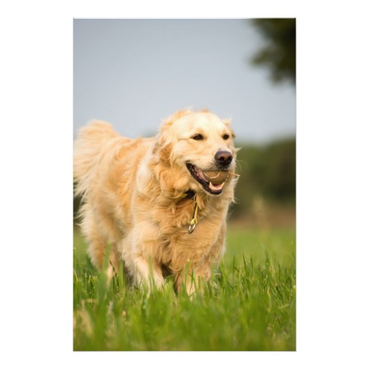 Goldener Retriever Hochwertige Foto Print (Vorne)