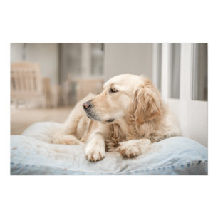 Goldener Retriever Hochwertige Foto Print