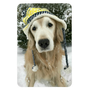 Goldener Retriever-Hund mit niedlichem Hut im Magnet