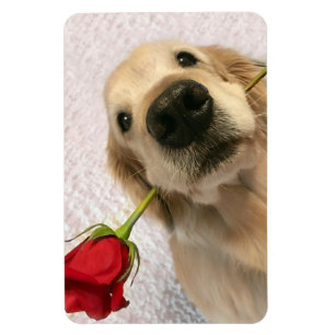 Goldener Retriever-Hund mit Roter Rose Magnet