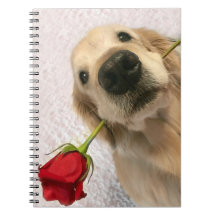 Goldener Retriever-Hund mit Roter Rose