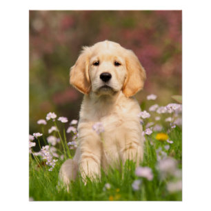 Goldener Retriever-Hundniedlicher Goldie Welpe, Poster