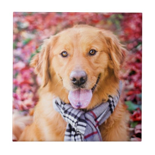 Goldener Retriever im Scarno Fliese (Vorderseite)