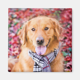 Goldener Retriever im Scarno Magnet