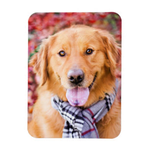 Goldener Retriever im Scarno Magnet