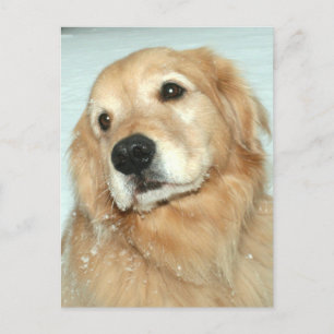 Goldener Retriever im Schnee Träumen vom Frühling Postkarte