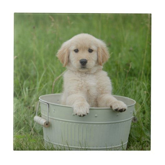 Goldener Retriever im Waschbecken Fliese (Vorderseite)