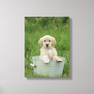 Goldener Retriever im Waschbecken Leinwanddruck