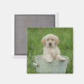 Goldener Retriever im Waschbecken Magnet (Vorderseite/Rückseite)