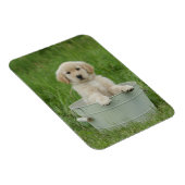 Goldener Retriever im Waschbecken Magnet (Rechte Seite)
