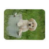 Goldener Retriever im Waschbecken Magnet (Horizontal)