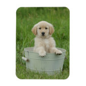Goldener Retriever im Waschbecken Magnet (Vertikal)