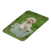Goldener Retriever im Waschbecken Magnet (Linke Seite)