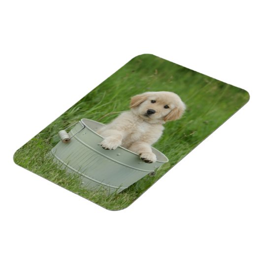 Goldener Retriever im Waschbecken Magnet (Linke Seite)