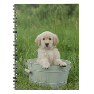 Goldener Retriever im Waschbecken Notizblock