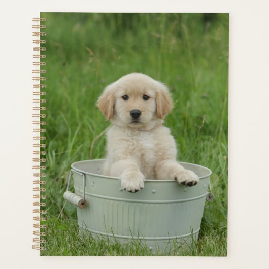 Goldener Retriever im Waschbecken Planer (Vorderseite)