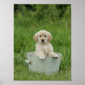 Goldener Retriever im Waschbecken Poster (Vorne)