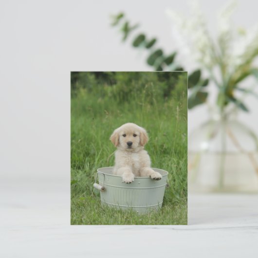 Goldener Retriever im Waschbecken Postkarte (Stehend Vorderseite)