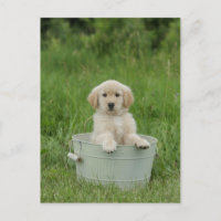 Goldener Retriever im Waschbecken