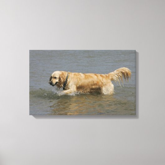 Goldener Retriever im Wasser Leinwanddruck (Vorderseite)