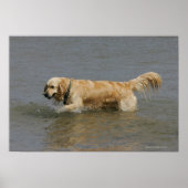 Goldener Retriever im Wasser Poster (Vorne)