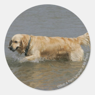 Goldener Retriever im Wasser Runder Aufkleber