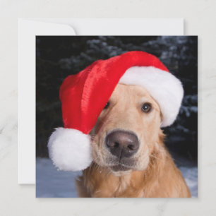 Goldener Retriever in der Weihnachtsmannmütze Feiertagskarte