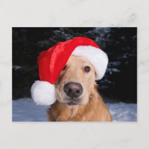 Goldener Retriever in der Weihnachtsmannmütze Feiertagspostkarte