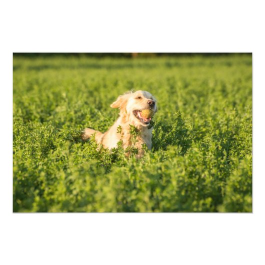 Goldener Retriever in Fields Foto Print (Vorne)