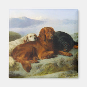 goldener Retriever, irischer und Gordon-Setter-Mag Magnet