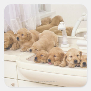 Goldener Retriever ist relativ modern und 2 Quadratischer Aufkleber