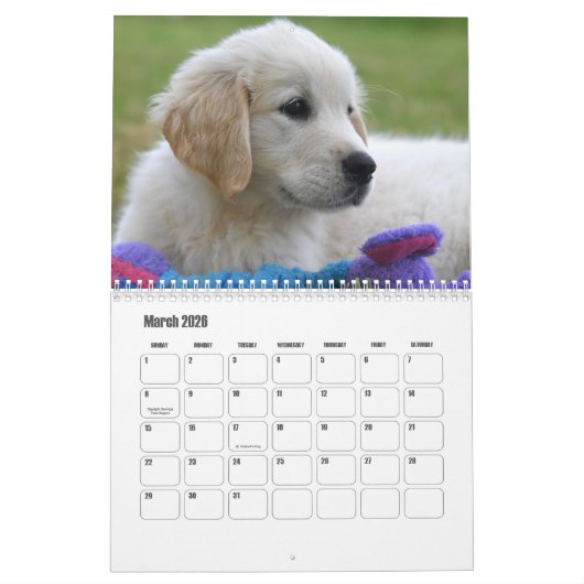 Goldener Retriever Kalender (Mär 2026)