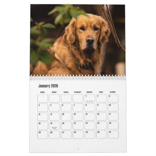 Goldener Retriever Kalender (Jan 2026)