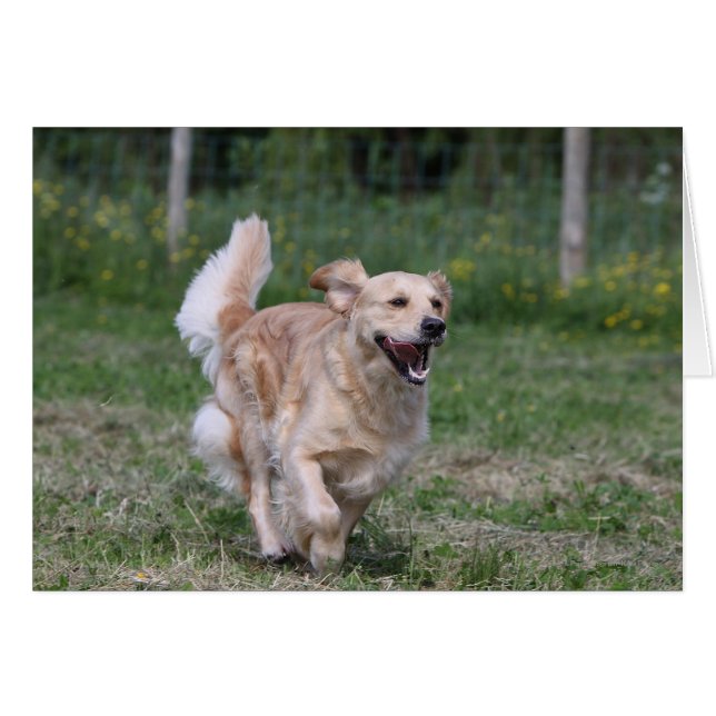 Goldener Retriever läuft 1 (Vorderseite (Horizontal))