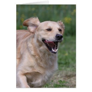 Goldener Retriever läuft 1
