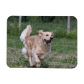 Goldener Retriever läuft 1 Magnet (Horizontal)
