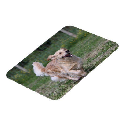 Goldener Retriever läuft 1 Magnet (Linke Seite)
