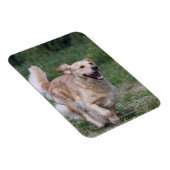 Goldener Retriever läuft 1 Magnet (Rechte Seite)