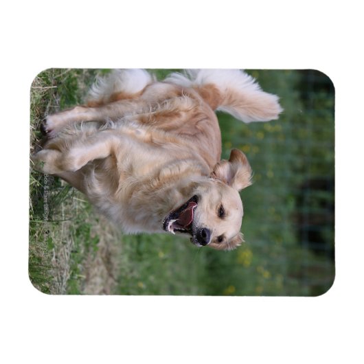 Goldener Retriever läuft 1 Magnet (Horizontal)