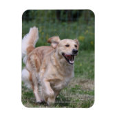 Goldener Retriever läuft 1 Magnet (Vertikal)