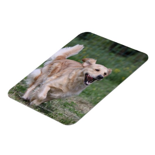 Goldener Retriever läuft 1 Magnet (Linke Seite)