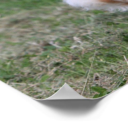 Goldener Retriever läuft 1 Poster (Ecke)