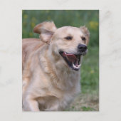 Goldener Retriever läuft 1 Postkarte (Vorderseite)