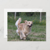 Goldener Retriever läuft 1 Postkarte (Vorne/Hinten)