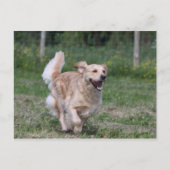 Goldener Retriever läuft 1 Postkarte (Vorderseite)