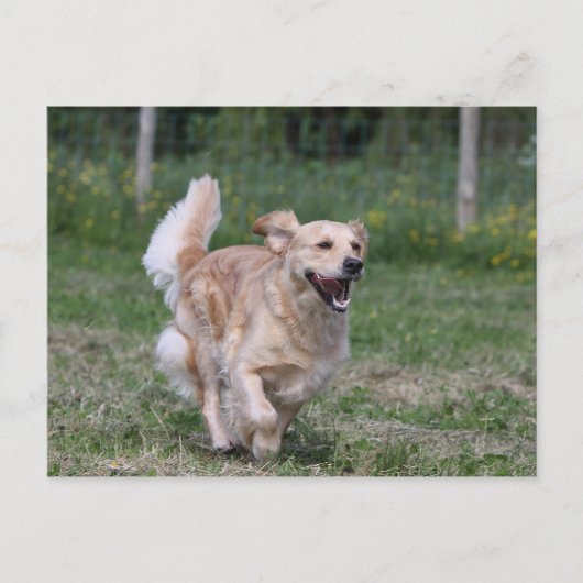 Goldener Retriever läuft 1 Postkarte (Vorderseite)